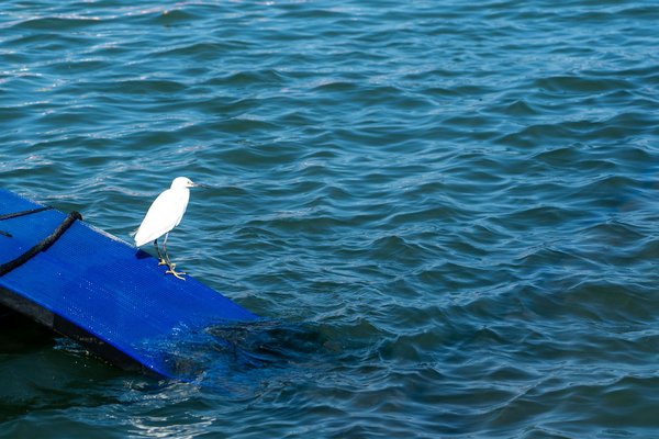 Urgence humanitaire : comprendre les enjeux et les réponses