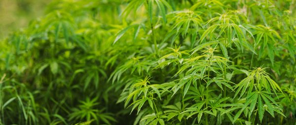 Les meilleurs shops de chanvre à Annecy : votre guide complet